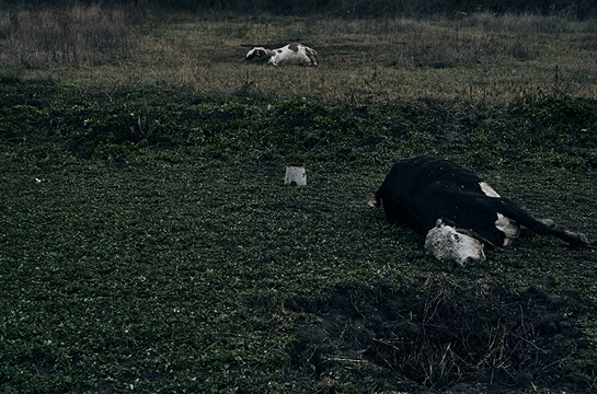 Dead cattle in the Kherson region after russian attacks in 2022 / Konstantin and Vlada Lieberov
